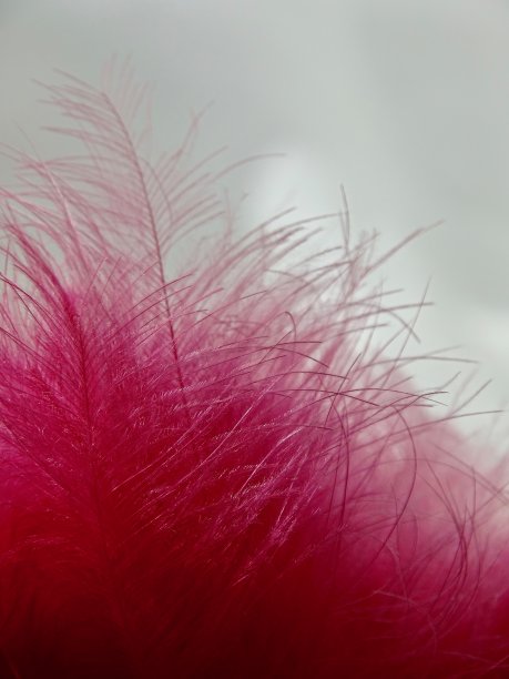 粉红色羽毛尖端的微距图片下载