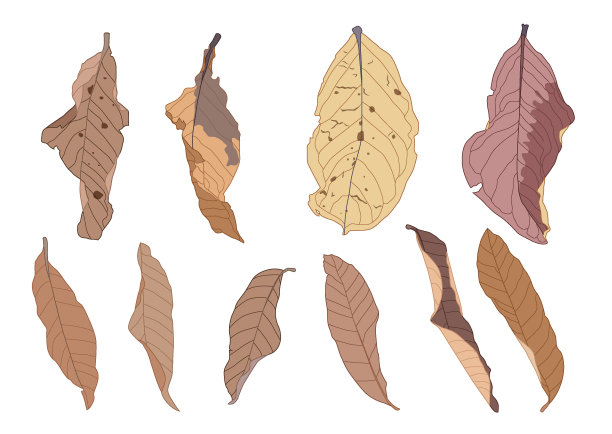 颜色棕色干叶油漆在白色背景插图向量图片下载