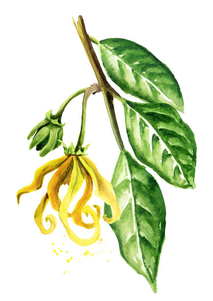 依兰依兰枝，花黄色。衣兰odroata。水彩手绘插图，孤立的白色背景图片下载