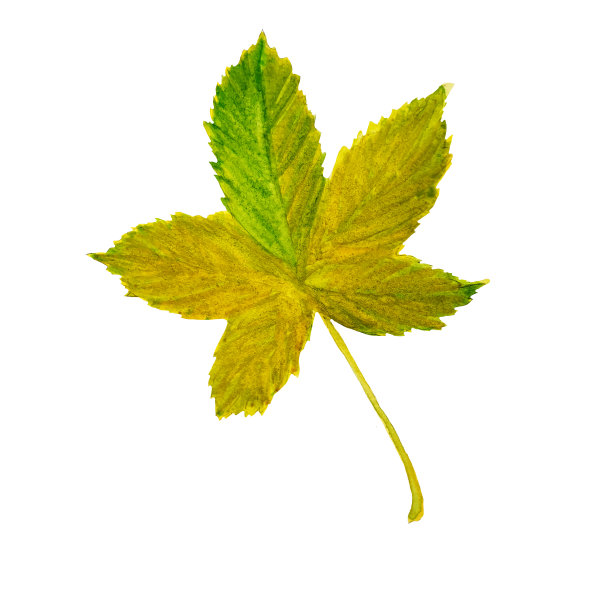 水彩秋天梧桐或梧桐叶在白色的背景图片下载
