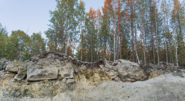 生长在岩石上的桦树。图片下载