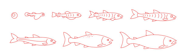 大西洋鲑鱼的生命周期。鲑鱼的生长阶段定型了。银鲫从鸡蛋到油炸。红鱼养殖动画进展。轮廓轮廓红线。图片下载