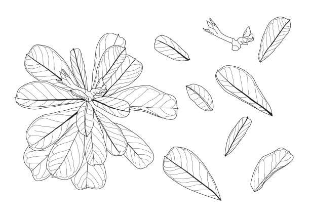 叶线单叶和叶图案黑色带彩色装饰在白色背景上的插图矢量图片下载
