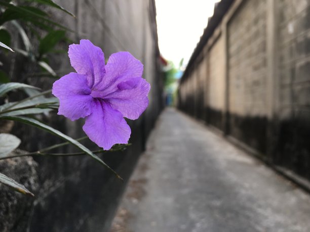 美丽的鲜花图片下载