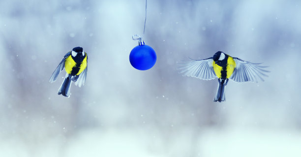 圣诞贺卡上有两只山雀在雪花花园的玻璃球旁边飞翔图片下载