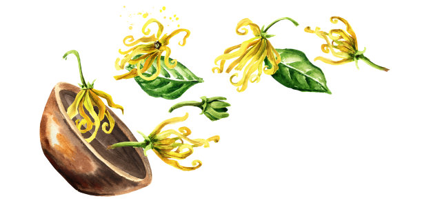 碗与依兰依兰黄花。衣兰odroata。水彩手绘插图孤立的白色背景图片下载