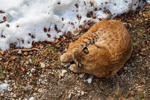 欧亚猞猁在奥地利阿尔卑斯山荒野中享受冬日暖阳的俯视照片图片下载