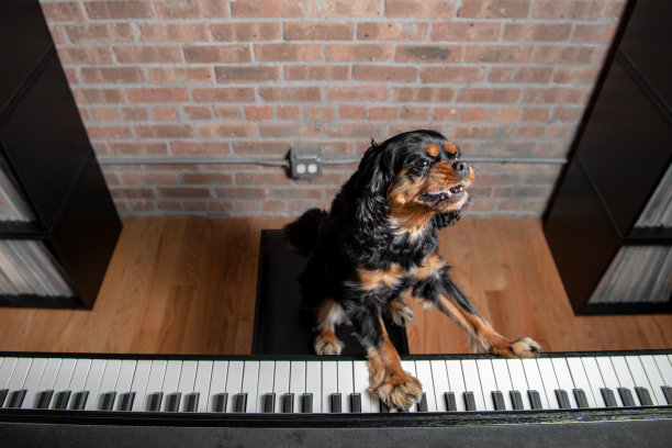 狗在钢琴前当dj图片下载