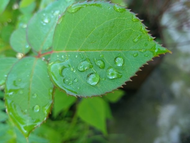绿叶上的露珠。图片下载