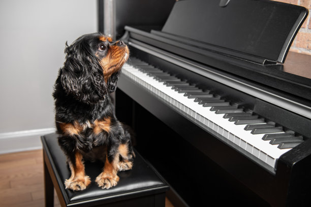 狗坐在钢琴前图片下载