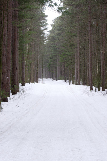 树林里的越野滑雪道图片下载
