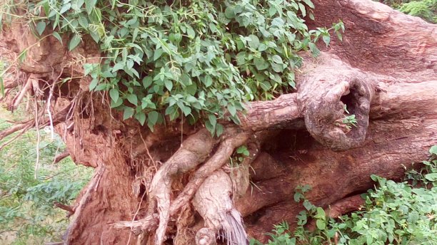 由于暴雨，森林里的大树倒了。图片下载