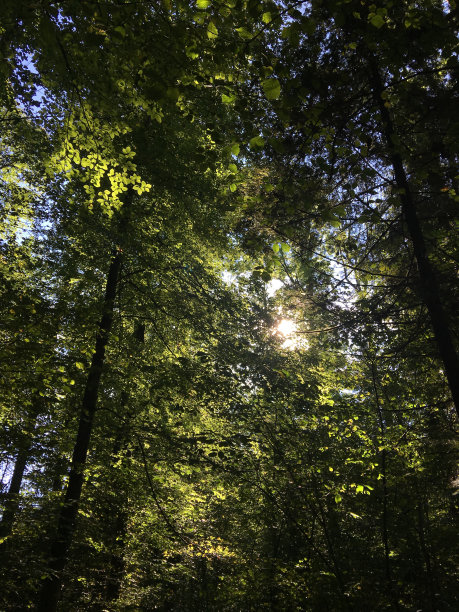 夏日的阳光照在茂密的森林里图片下载