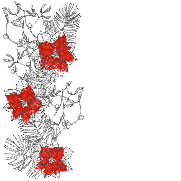 用槲寄生、一品红花和松枝制成的圣诞装饰画。向量。邀请，贺卡或您的设计元素。图片下载
