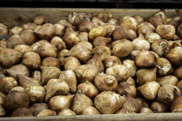 市场上的灯泡图片下载