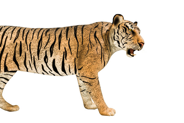 老虎孤立在白色背景上图片下载