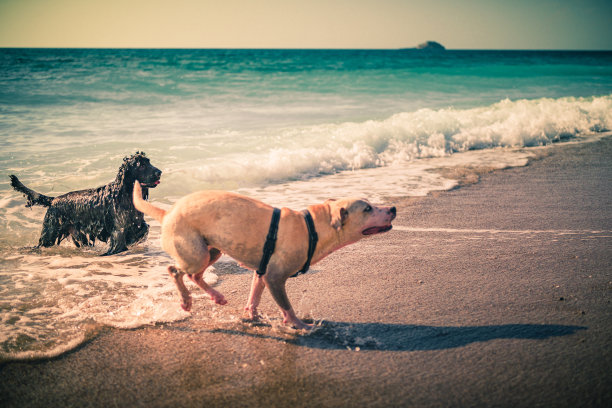 在海滩上玩耍的狗图片下载