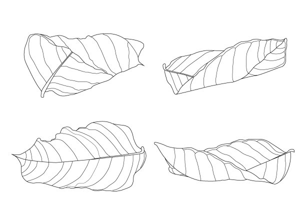 枯叶干叶内衬设计白底插图矢量图片下载