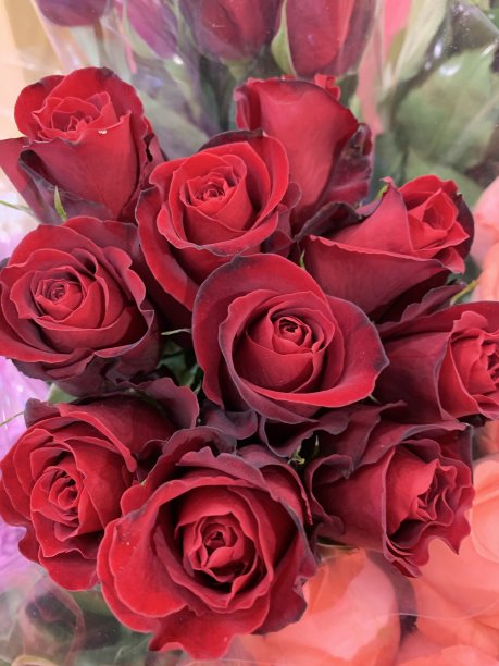 可爱的玫瑰花图片下载