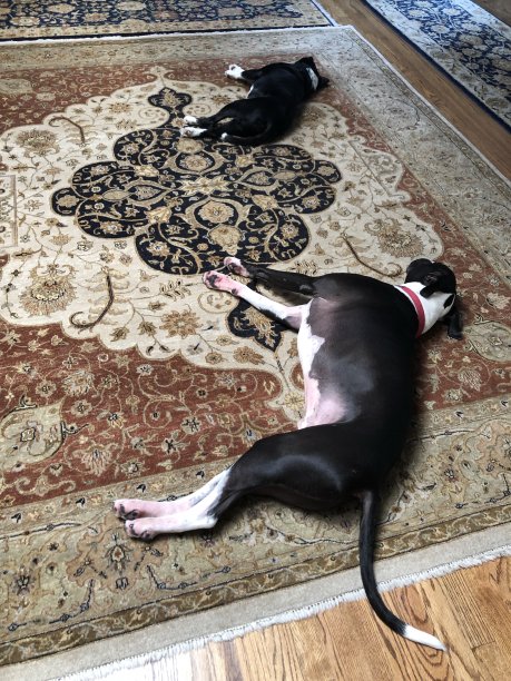 两只黑白相间的狗——一只大的小的躺在华丽的地毯上图片下载