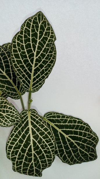 白色背景上的白色植物叶图案。图片下载