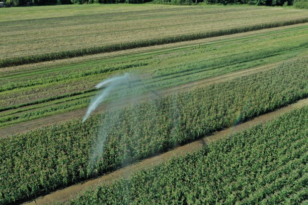 农田灌溉玉米田图片下载