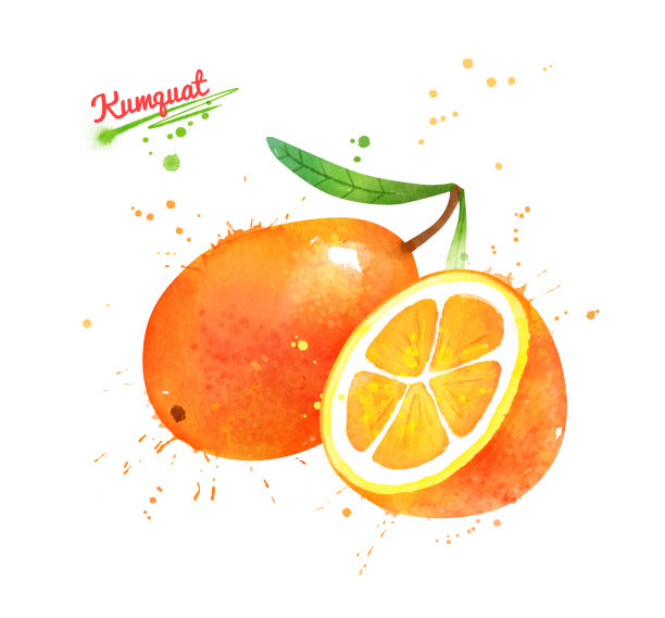 金桔水果水彩画素材图片