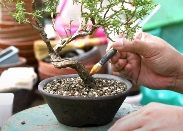 如何应用石灰硫保存盆景树的枯枝。将展示在盆景树上的应用，制作盆景树手工盆景工具。图片下载