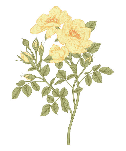 玫瑰花图纸。图片下载