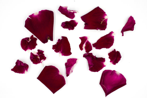 白色背景上的一组红玫瑰花瓣。图片下载