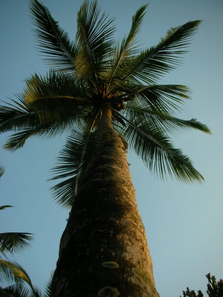 印度南部的松树图片下载