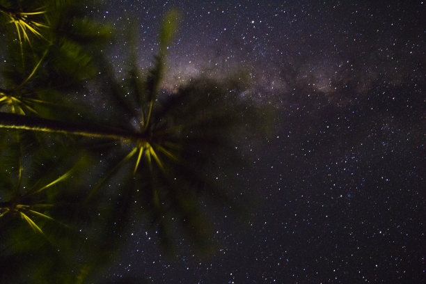在星空的背景下，一棵棕榈树在晚上的照片。摄于澳大利亚东部图片下载