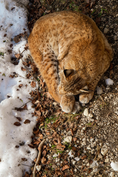 欧亚猞猁在奥地利阿尔卑斯山荒野中享受冬日暖阳的俯视照片图片下载