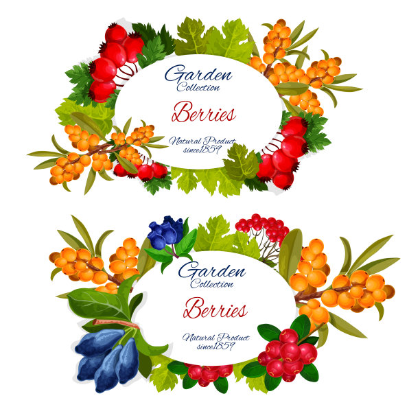 鼠李，越橘和杜松子图片下载