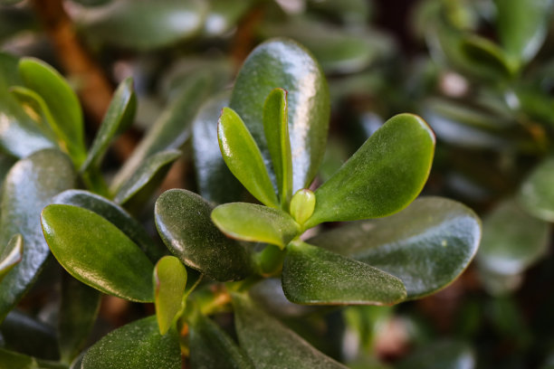 钱的树。多汁的叶子。室内花卉。Crassula。图片下载