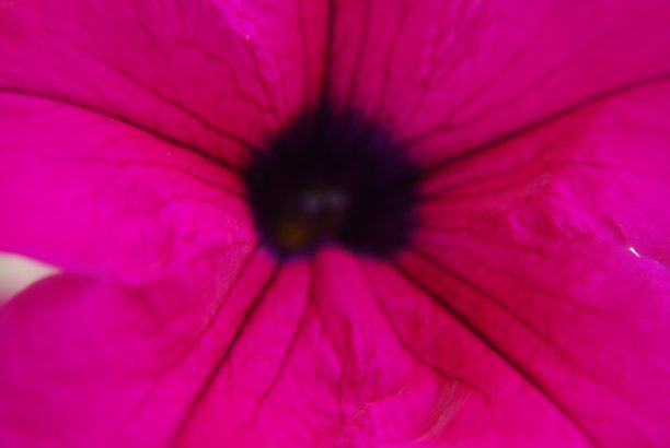 在花园里散步图片下载