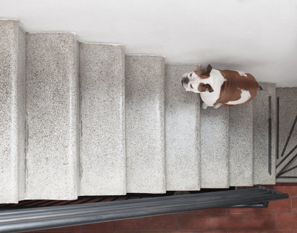 从上面看到一只狗在爬楼梯图片下载