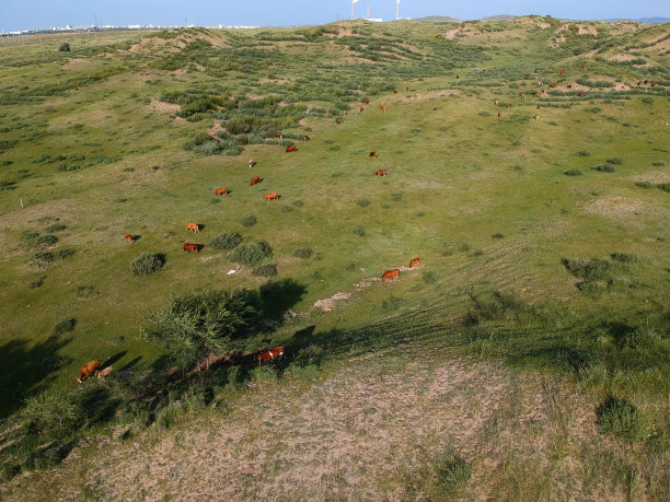 草原上的牛群图片下载