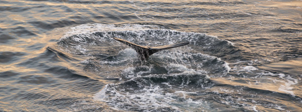 阿根廷马德林港瓦尔德斯半岛南露脊鲸的尾巴。图片下载
