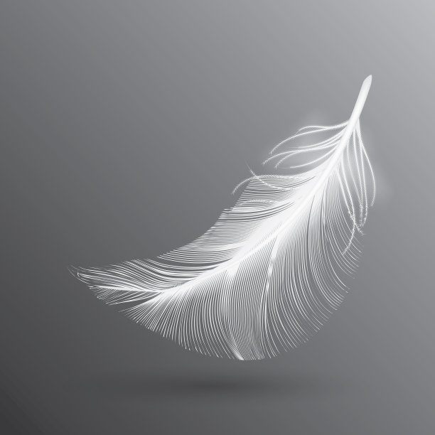 白色飞禽羽毛孤立在黑暗的背景图片下载