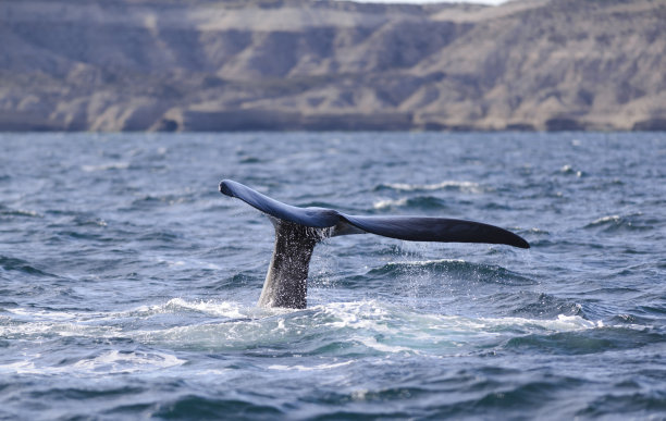 阿根廷马德林港瓦尔德斯半岛南露脊鲸的尾巴。图片下载
