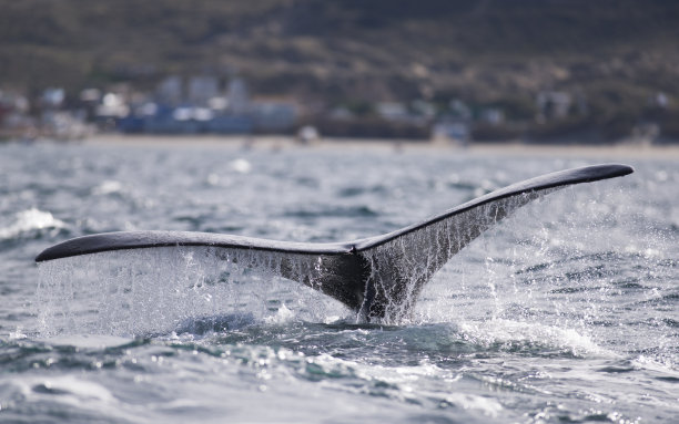 阿根廷马德林港瓦尔德斯半岛南露脊鲸的尾巴。图片下载