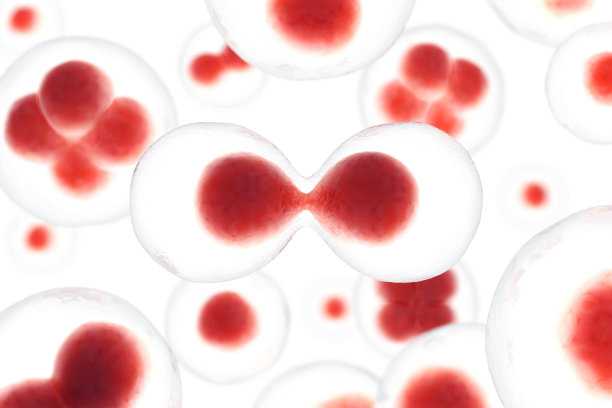 有丝分裂图片下载