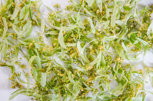 菩提树花在白色的背景图片下载