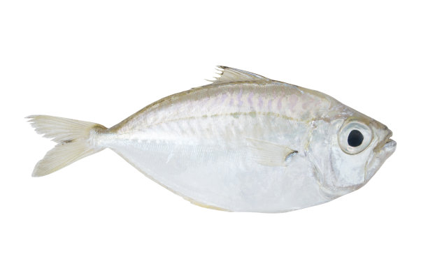 孤立在白色上的普通斑鱼图片下载