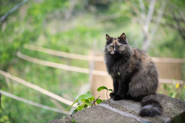 一只猫在看相机图片下载