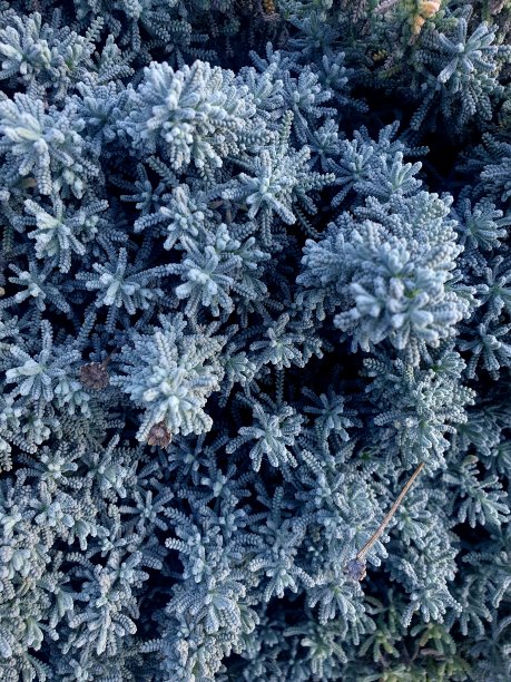 分形性质图片下载