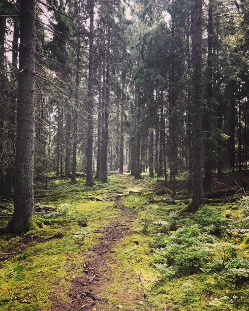 瑞典的森林图片下载