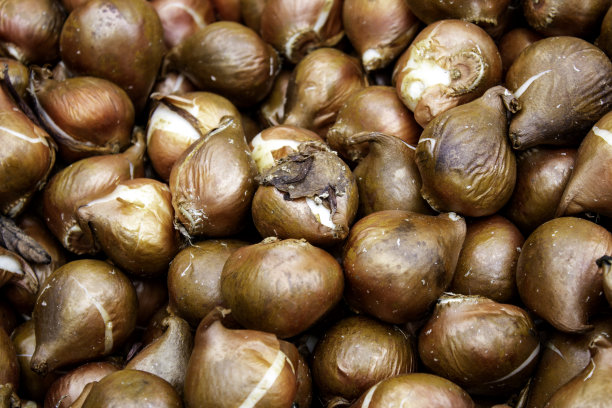 市场上的灯泡图片下载