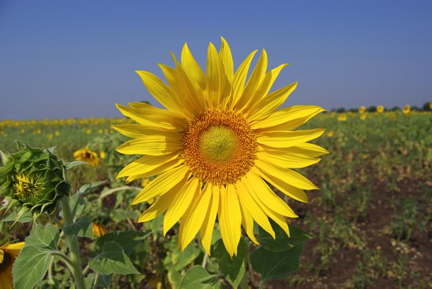 向日葵(Helianthus annuus)芽期的向日葵表现出向日性。日出时，大部分向日葵的脸都朝向东方。在一天的过程中，它们从东到西跟随太阳，而在晚上它们返回一个eas图片下载